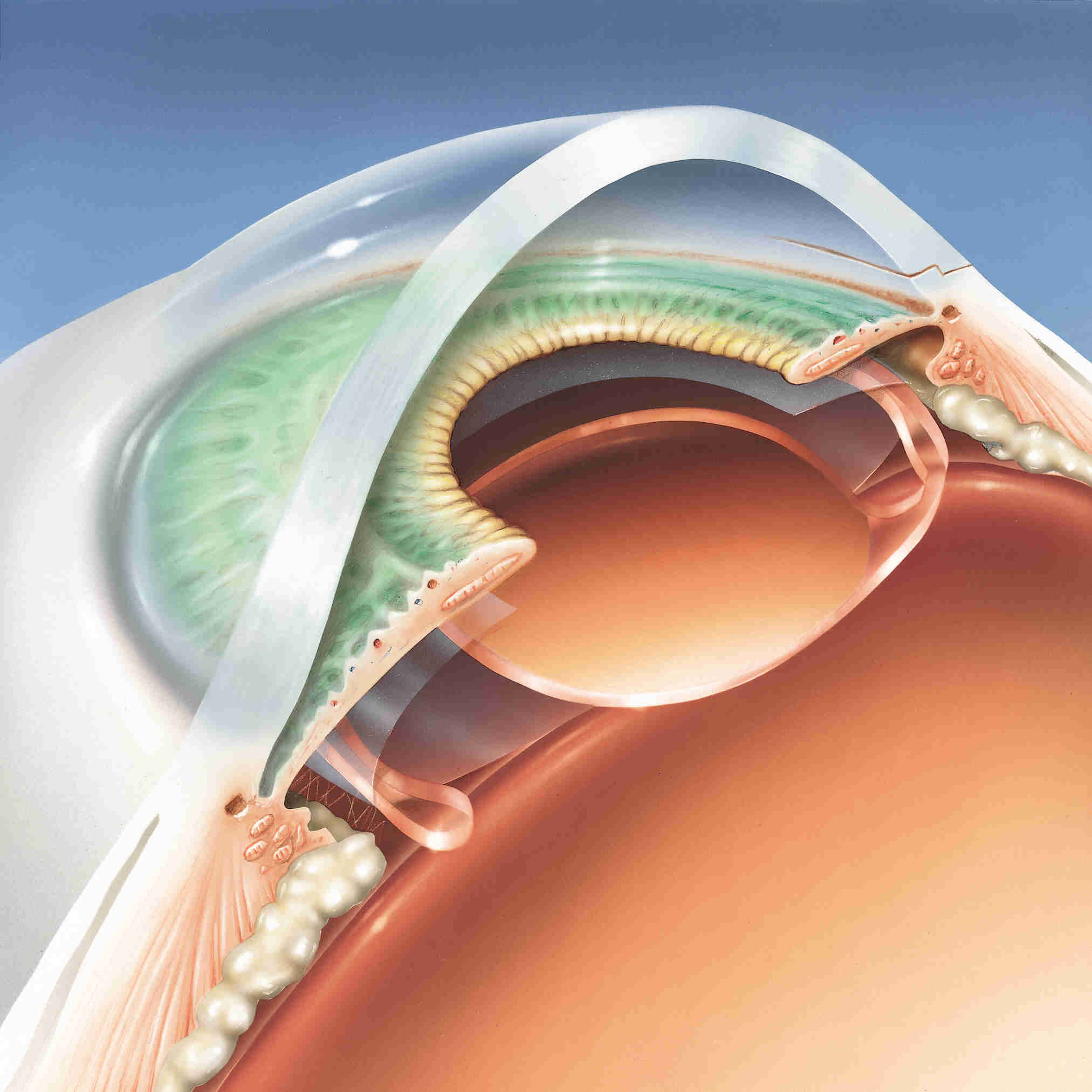 A 3-dimensional illustration of the structures of the eye
